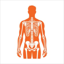 An illustration showing a noticeably angular, bony human body shape