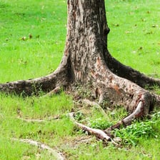 Tree roots visibly exposed above the surrounding soil.