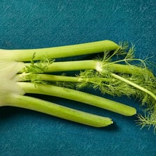 A fresh fennel bulb with pale stalks and feathery green fronds.