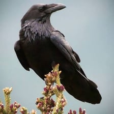 A black raven perched on a branch.