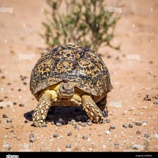 A tortoise moving across dry ground