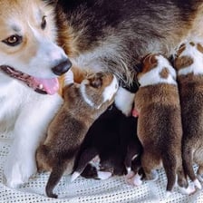 A noticeably smaller puppy beside the other puppies in its litter.