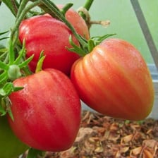 A large heart-shaped oxheart heirloom tomato on a tomato plant