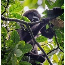 Howler monkeys resting in the branches of a rainforest tree.