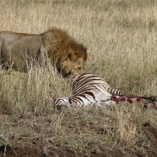 A predator pursuing or attacking another animal as prey