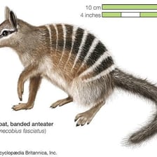 A numbat, the Australian marsupial commonly called the banded anteater