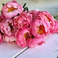 A blooming peony, Indiana's state flower