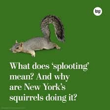A squirrel moving quickly and unpredictably through a park.