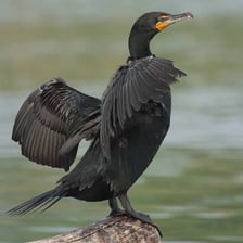 A cormorant standing near water with its long neck visible