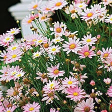 A white-petaled marguerite, or Paris daisy, in bloom.