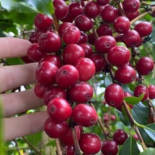 A coffee plant identified as Coffea arabica, bearing red coffee cherries.