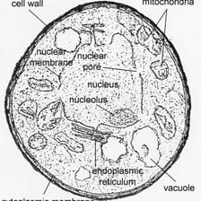A cell diagram or micrograph identifying the nucleolus inside the nucleus.