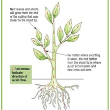 New plants being grown from cuttings as an example of propagation