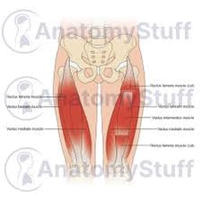 An anatomy illustration showing the quadriceps muscles on the front of the thigh