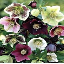 A flowering hellebore plant with nodding blooms