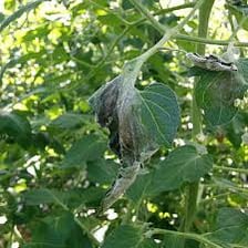 Crop plants visibly damaged by disease or environmental stress