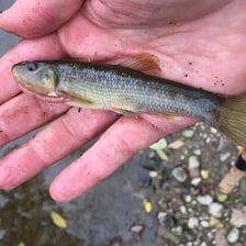 Fish swimming in clear freshwater habitat.