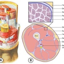 An anatomical illustration showing fascia surrounding muscles and body structures.