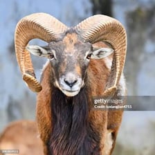 A male goat with prominent horns.