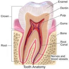 A labeled tooth cross-section showing dentin beneath the enamel