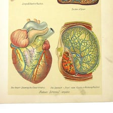 Medical illustration showing the lungs and liver among the body’s internal organs.