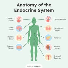 An illustration showing an endocrine gland releasing a hormone within the body.