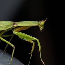 A praying mantis with its folded front legs visible.