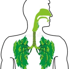 A person inhaling air as part of the breathing process.