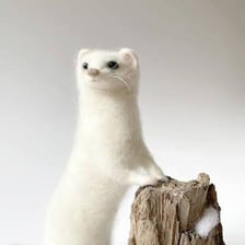 A stoat in its white winter coat.