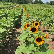 Tall sunflowers with large yellow blooms in a field
