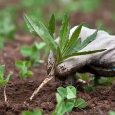 Gardener pulling a weed completely out of the soil by its roots