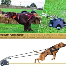 A dog secured to a post by a leash