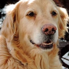 A domestic dog illustrating the meaning of canine.