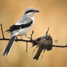 A shrike perched on a branch, illustrating the bird commonly called a butcherbird.