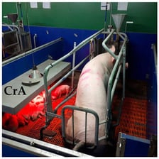 A sow standing in a farm pen, representing the grunting sounds associated with pigs.