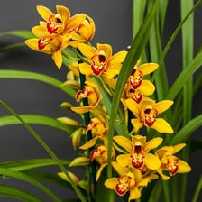A Cymbidium orchid displaying its showy flowers.
