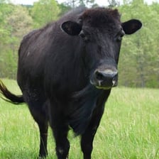 A beefalo, showing the hybrid’s cattle and bison characteristics.