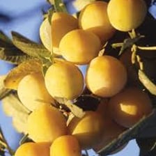 Small yellow mirabelle plums growing on a tree