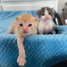 Two young kittens from the same litter resting together.