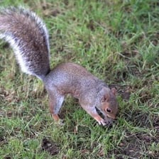A squirrel holding an acorn near a patch of ground.