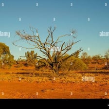 Desert landscape in the Tirari Desert of South Australia
