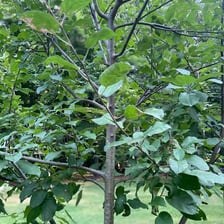 A barren tree with branches that bear no fruit