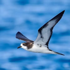 A petrel flying above the open ocean with its wings extended.
