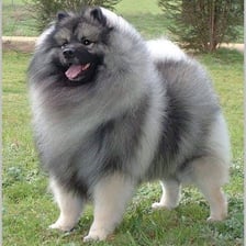 A Keeshond dog with its characteristic gray, black, and cream coat.