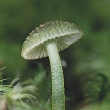 A close-up view of thick, sticky material with a glue-like texture.