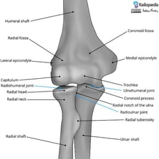 An anatomical illustration showing the humerus meeting the elbow joint