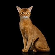 A yellowish-brown tawny color visible in an animal’s coat.