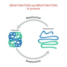An educational illustration showing a folded protein losing its structure during denaturation.