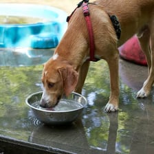 A dog drinking water by lapping it with its tongue