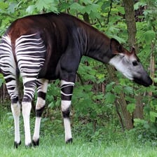 An okapi standing in a leafy forest enclosure.